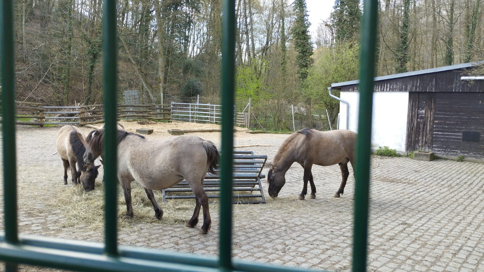 Caballos en el establo adscrito al Museo de Neandertal