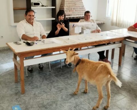 Una cabra protagonista de este 28M