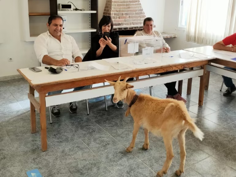 Una cabra protagonista de este 28M